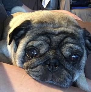 Meet your Posher, Darcy